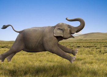 Những sự thật thú vị về loài voi mà có thể bạn chưa biết