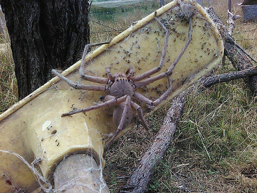 Cách bắt mồi của nhện Huntsman