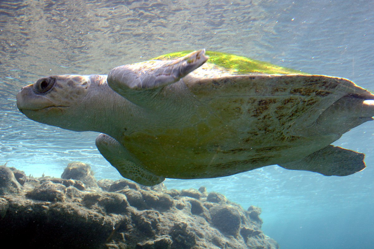 Loài rùa biển lớn nhất