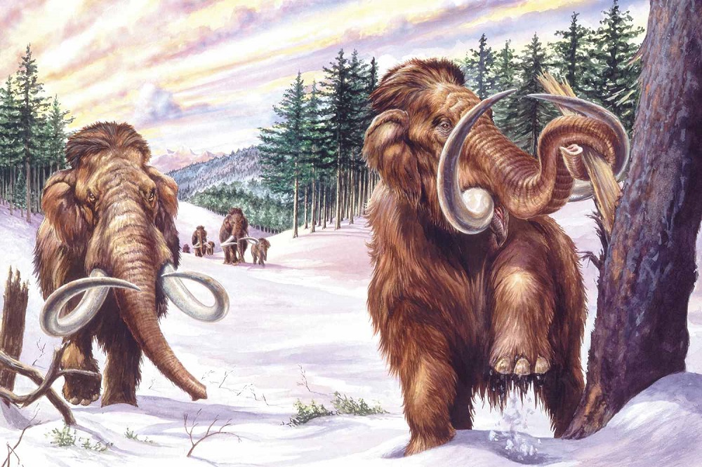 Voi ma mút Siberia là một trong những loài động vật cổ được giới khảo cổ nghiên cứu