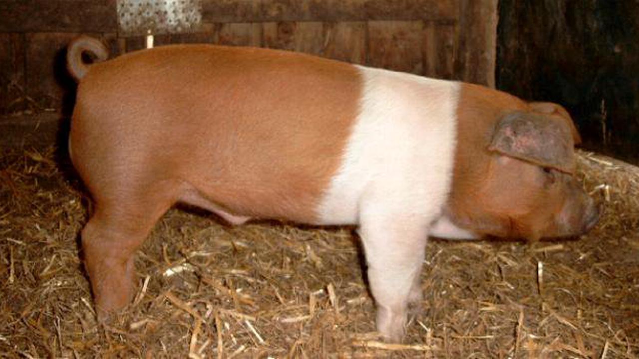 Husum Red Pied là một giống lợn quý hiếm của Đan Mạch
