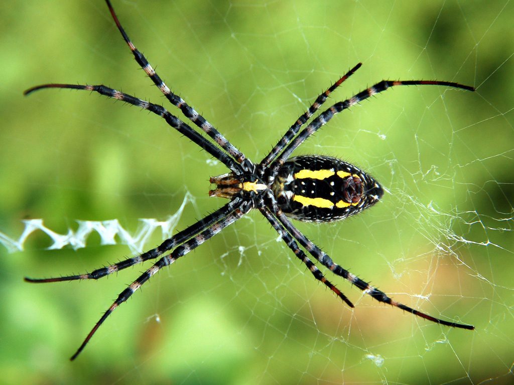 Con nhện độc lạ phát ra cầu vòng 